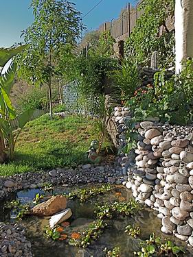 Gran_Canaria_Luxsferienhaus_cueva22.jpg  Wasserpflanzen im Teich 
