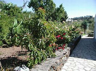 Landhaus Herenio - Puntagorda - La Palma West - Der Garten