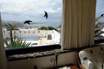 Ferienhaus mit Pool - Lanzarote Nordwest - Ausblick auf den Pool
